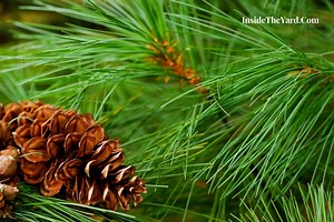 How Much Water Does A Pine Tree Drink A Day – Everything You Need To Know! - Inside The Yard