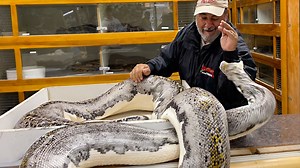 1.7M views · 20K reactions | Well this big pied girl has never really liked me and she finally got me good in this video . . . #giant #angry #snake #beautiful #small #animals #bite #got #me #bit #python #snakes #new #born #cute #wow #wildlife #fbpost #animals #animallovers #life #fun #wild #AmaZing #fun #funny #beautiful #amazing #video #moment #facebook #fb #post #eggs #friends #cool | Jayprehistoricpets | Facebook