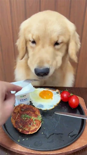 Dog: It's a perfect for me mommy and thanks for delicious food, This dog is really genius cute pet