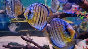 Wild Discus, never get tired of looking at these beauties 😍 | Pier Aquatics