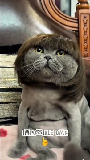 Cat Bride on Her Wedding Night… And She’s Adorable! #viralvideo #funny #viral #crazyvideo #foryou