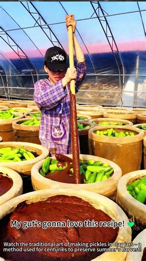 Pickling cucumbers in clay jars: fermenting magic! 🥒