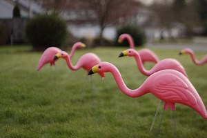 Flamingo Fridays Kick Off Today
