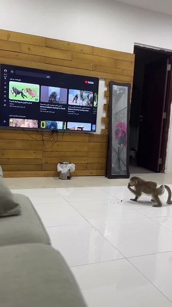 Funny Baboon Videos: Hilarious Wildlife Moments
