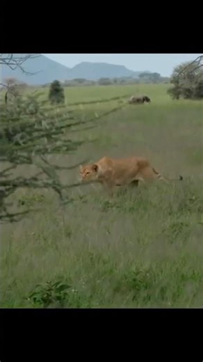 Chaaba hunt the lion and deer🦌🦁#shortsfeed #viralvideo #trending