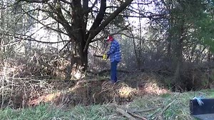 Magnificent McCulloch Mini Mac 35 Chainsaw Eating Branches