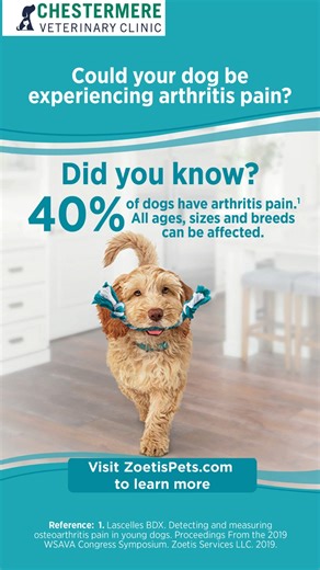 40% of dogs have arthritis pain! Is your dog one of them? 😥 If you suspect your pup is experiencing joint discomfort, let's talk about the solutions available—from supplements and medications to our therapeutic laser treatments! Call (403) 272-3573 to schedule a pain assessment. #CanineArthritis #DogPain #DogHealth #PetWellness #JointHealth #DogMobility #SeniorDog #VetAdvice #ChestermereVetClinic #VeterinaryCare | Chestermere Veterinary Clinic