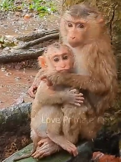 Watch Baby Monkeys Seeking Shelter from Heavy Rain