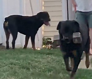 Making It Look Easy: Dog Out Here Moving Weight Like It’s Nothing!