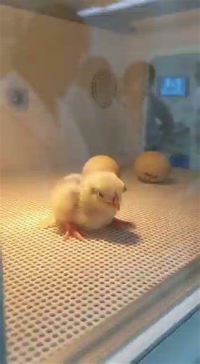 First-Ever Recreated Dodo Chick Revealed in Controlled Laboratory Setting Cambridge, Massachusetts – Scientists revealed footage of a dodo chick created through advanced genetic engineering, calling it the first successful recreation of the long-extinct bird. The video shows the chick standing inside an incubator, blinking and shifting its weight as researchers observe from behind glass. Early physical traits match predictions made from reconstructed dodo genetic data. Researchers explained that