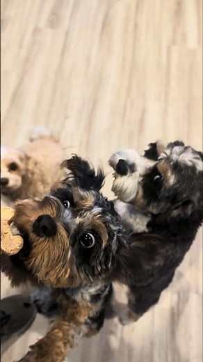 Impatient Cavapoo Puppies Snatch Treats!