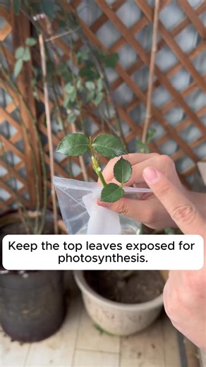 17K views · 148 reactions | Propagation from rose cuttings #gardenphotography #gardenlovers #gardenerslife #gardenart #gardenbeauty | Garden For Life | Facebook