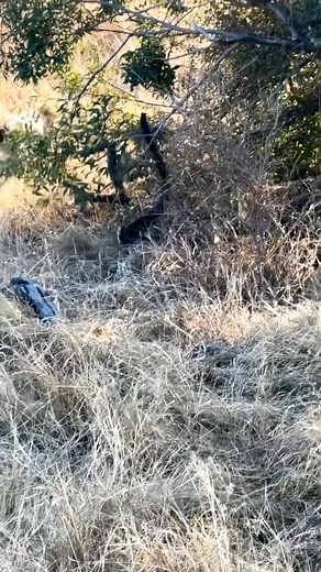 Visit Tanzania | Jackals at it with a python, another morning another beautiful game drive another unforgettable sighting. jackals can hunt and eat... | Instagram