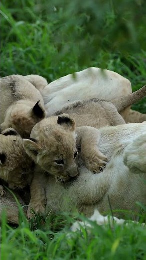 Incredible Footage: Lion Cubs Suckling!