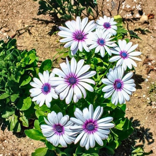 50 White Cape Daisy Seeds Bright Ornamental Garden Flowers - Etsy