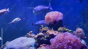 Blue Tang Fish or Paracanthurus hepatus in the water tank. Stock Video