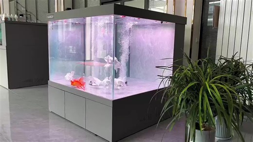 Setting Up Your Dream Fish Room