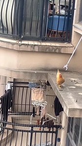 296K views · 1.9K reactions | Believe it or not, chickens can actually fly!  | Shanghai Daily 上海日报 | Facebook