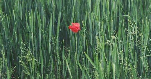 Bouton rouge sur le gland : petit bouton après l’amour, VIH et irritation | Charles.co