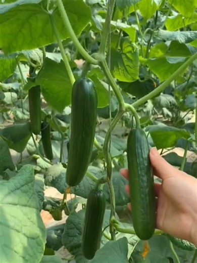 Exploring Timun Mini: Benefits and Secrets