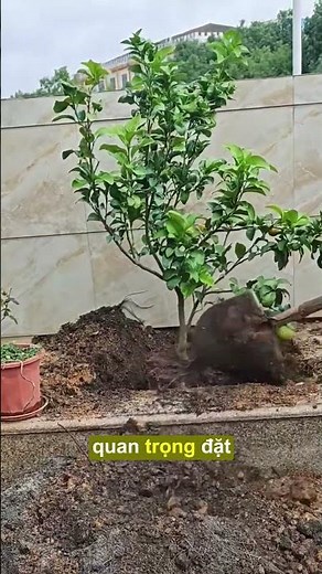 Cách trồng cây ăn quả trong chậu sân vườn đơn giản
