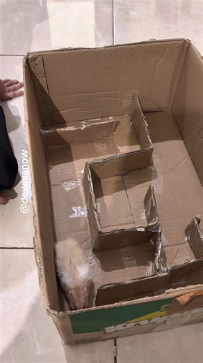 Labyrinth buat hamster - Kreativitas Hewan Peliharaan