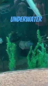 Underwater creatures