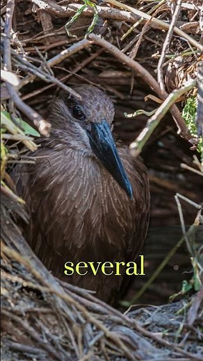 Discover the Hamerkop🐦🌿 The Bird with the Craziest Nest in the World #shotrs #birds #trending #facts