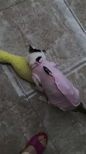 Lao Huang's Unbeatable Cuteness! CatMagic CutePetDebut