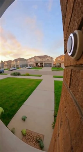 🐸🔔 4 FROGS STACK UP TO RING DOORBELL — THEN HOP AWAY! 😂📹 #funny #frogs #memes #comedy