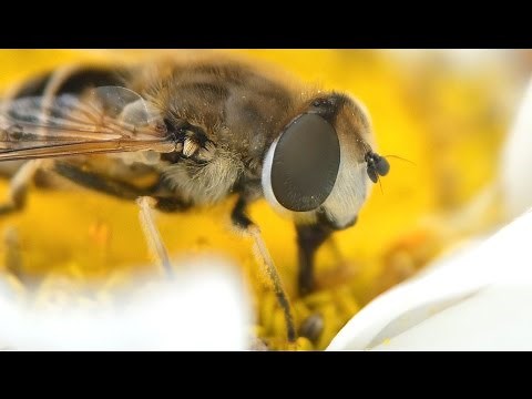 How to Make a Macro Lens
