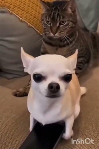 Sleeping Cat vs Opera Singing Puppy 😂🐶🐱 | Funniest Animal Moment Ever