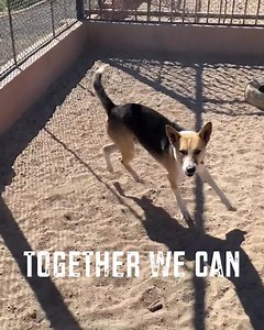 LongBeach Resort, Hurghada has teamed up with AnimalCenterHurghada, in order to help these lovely people doing great work for a well deserved cause. They have done exceptional work building a modern facility to host the private dogs, but they are always there to help with the strays when needed, taking many of these wonderful dogs of the streets and with a mission to find them a forever loving home... There have been many happy endings already. Their wonderful efforts comes with a great number o