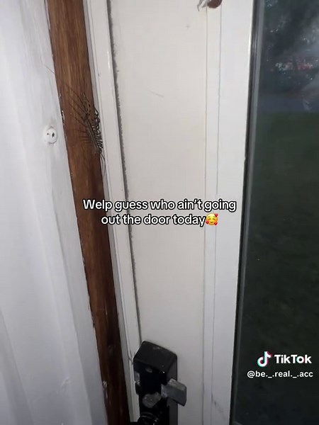 Terrifying Encounter with a Creepy Bug