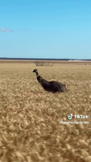 Emu Speed Racing Through Esperance Fields