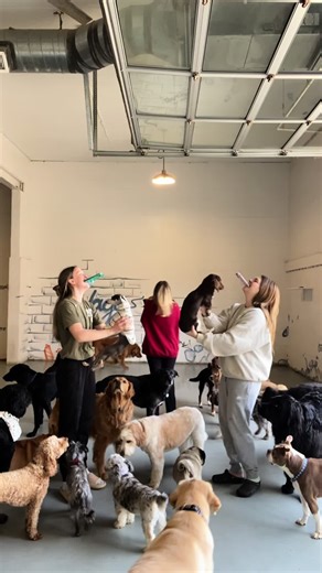 Spring Dog Activities for Happy Pups