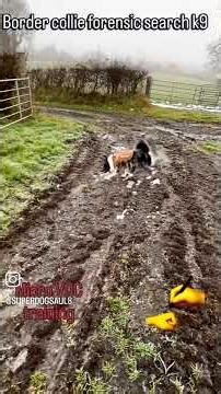 Genius Border Collie Tracks a PEN by Scent! 🖊️🐕 (Unbelievable Focus)