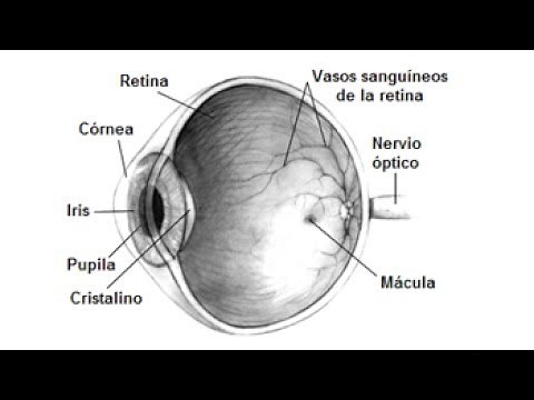 Video Educativo Los Cinco Sentidos
