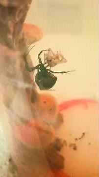 Tree House- Educational Feeding Cricket Black Widow