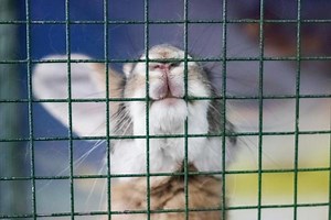 My Rabbit Is Biting Their Cage - Why and How to Prevent It