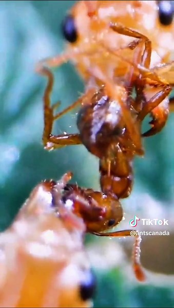 Weaver Ants VS Fire Ants (Part 2) #AntsCanada #ants #antloveforever #acfamily #antcolony #antfarm #insects #animals #nature #science #learnontiktok #fyp #foryou #foryoupage