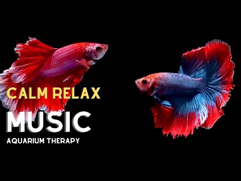 🟣BETTA FISH AQUARIUM THERAPY + CALM RELAXING MUSIC #bettafish