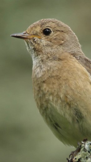 It’s mating season and the female birds know what they want! 🕊#mating #birds #wildlife