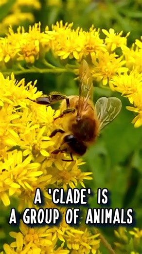 Bee Facts: