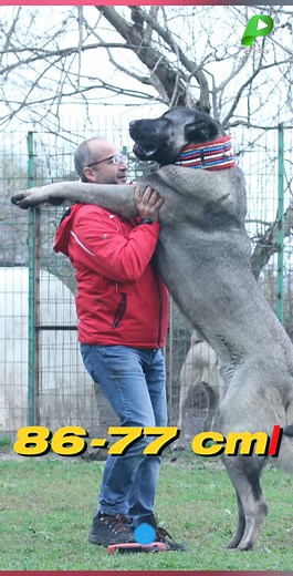 Unveiling the Kangal Breed: Kangal Shepherd Facts #KangalShepherd #GuardianDog #KangalBreedFacts #Kangal | PZ Prime News