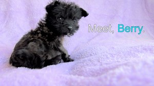 299K views · 11K reactions | BERRY is looking for his forever home!...