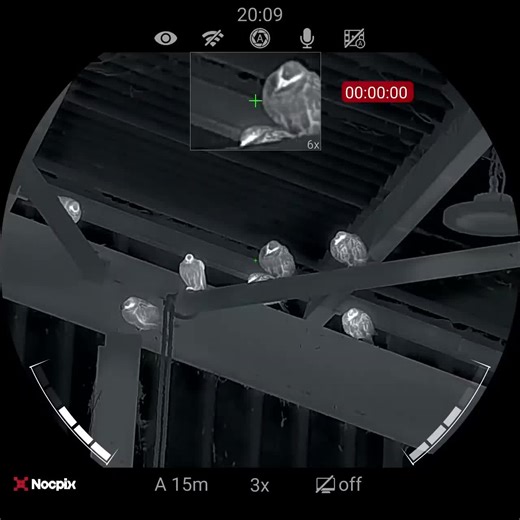 Out controlling feral pigeons with the RTI Arms MORA Paired with the Nocpix Ace H50. Session preview Kit used while out RTI Arms MORA. 22 NocPix Ace H50 Nocpix Quest H50R binoculars SunwayfotoT3620CS tripod system JSB Match Diabolo hades Check my youtube channel for video clips and full videos 📹 #rats #pestspecies #pestcontrol #environmentalmanagement #pestcontrol