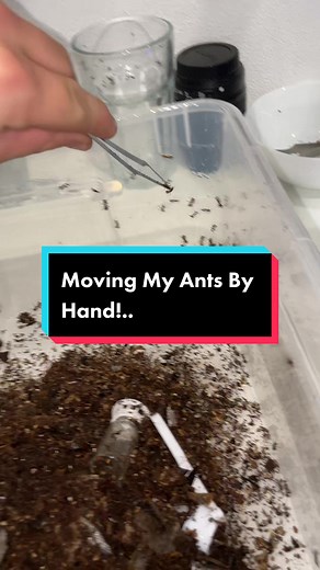 Ants Moving Eggs: A Fascinating Observation