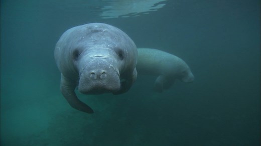 The Manatee: Close-Up Footage of the Endangered 'Sea Cow'