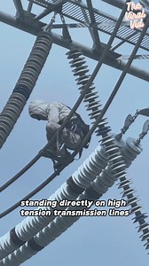 The Most Dangerous Job You’ve Never Seen Up Close | The Viral Vid